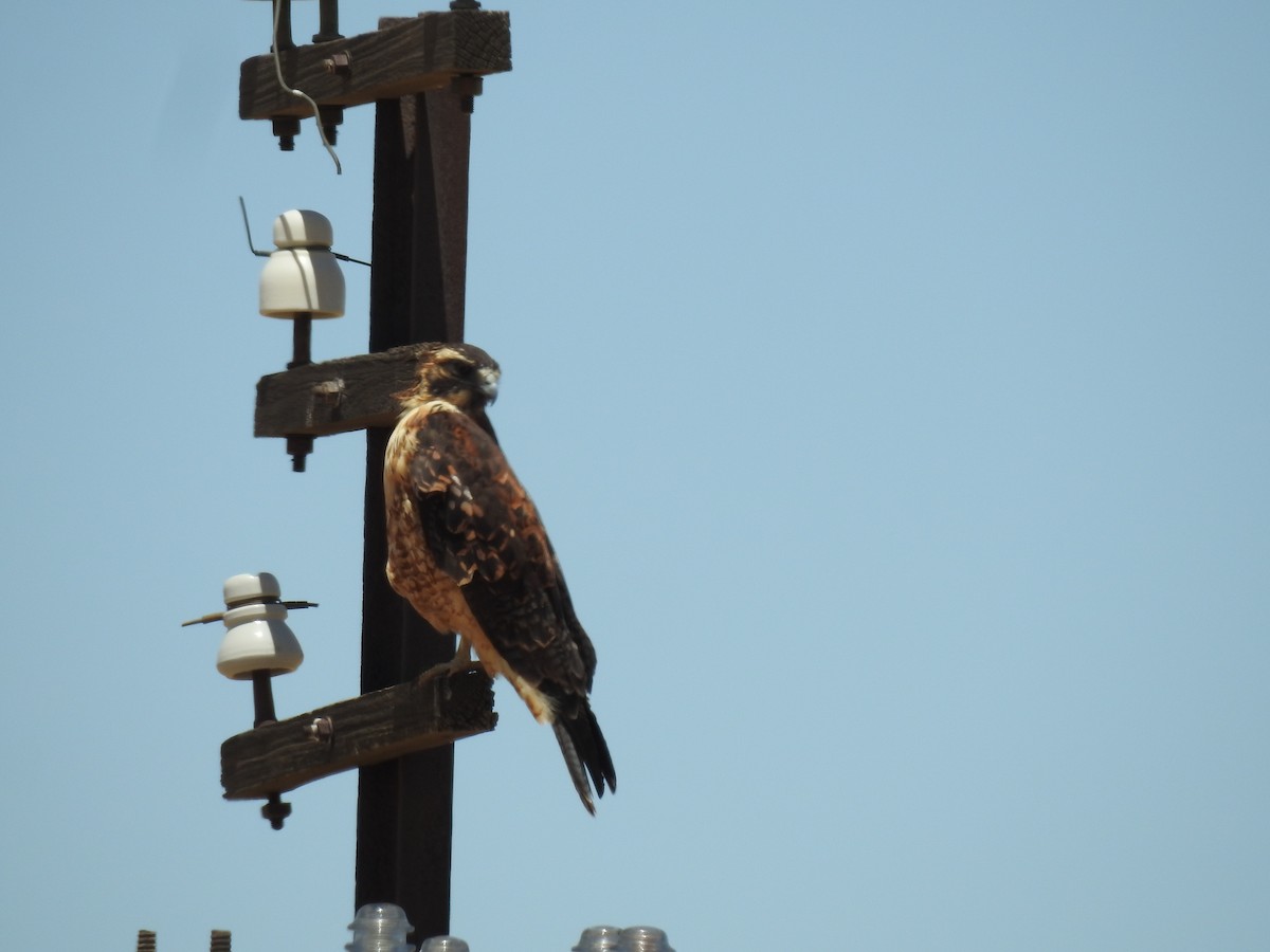 Variable Hawk - ML645089490