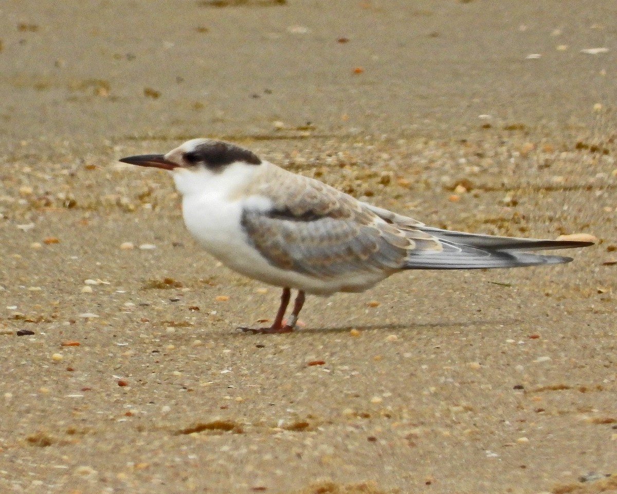 rybák obecný - ML645089491