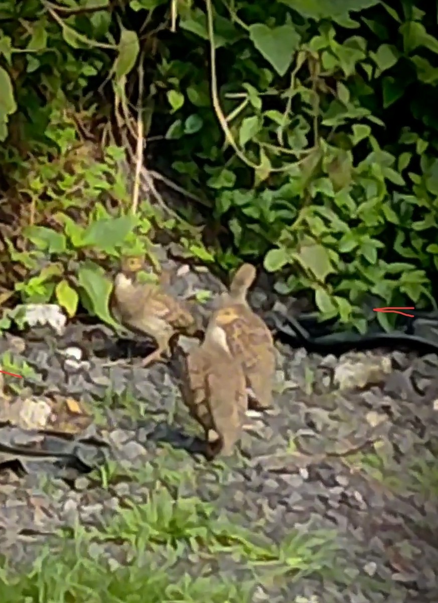 Wachtelfrankolin - ML645089492