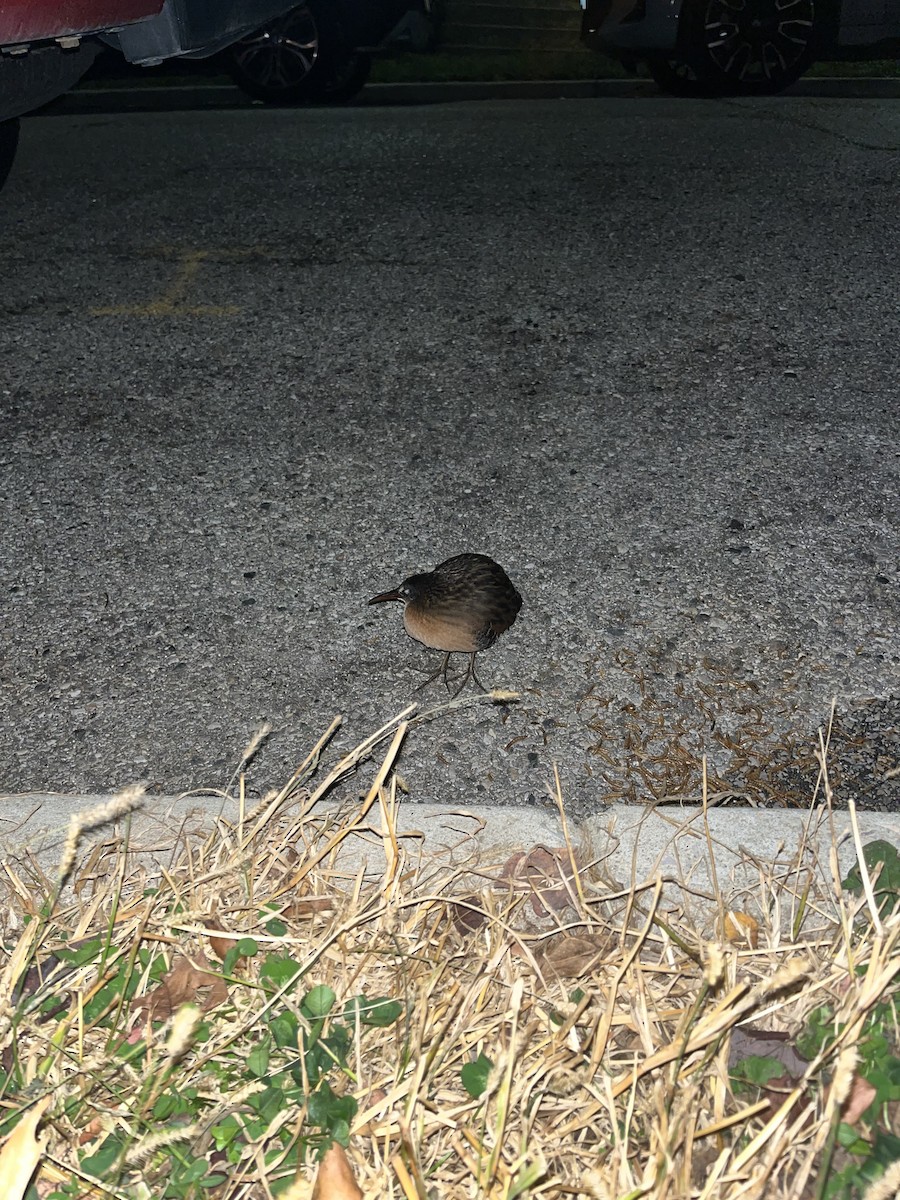 Пастушок віргінський - ML645089517