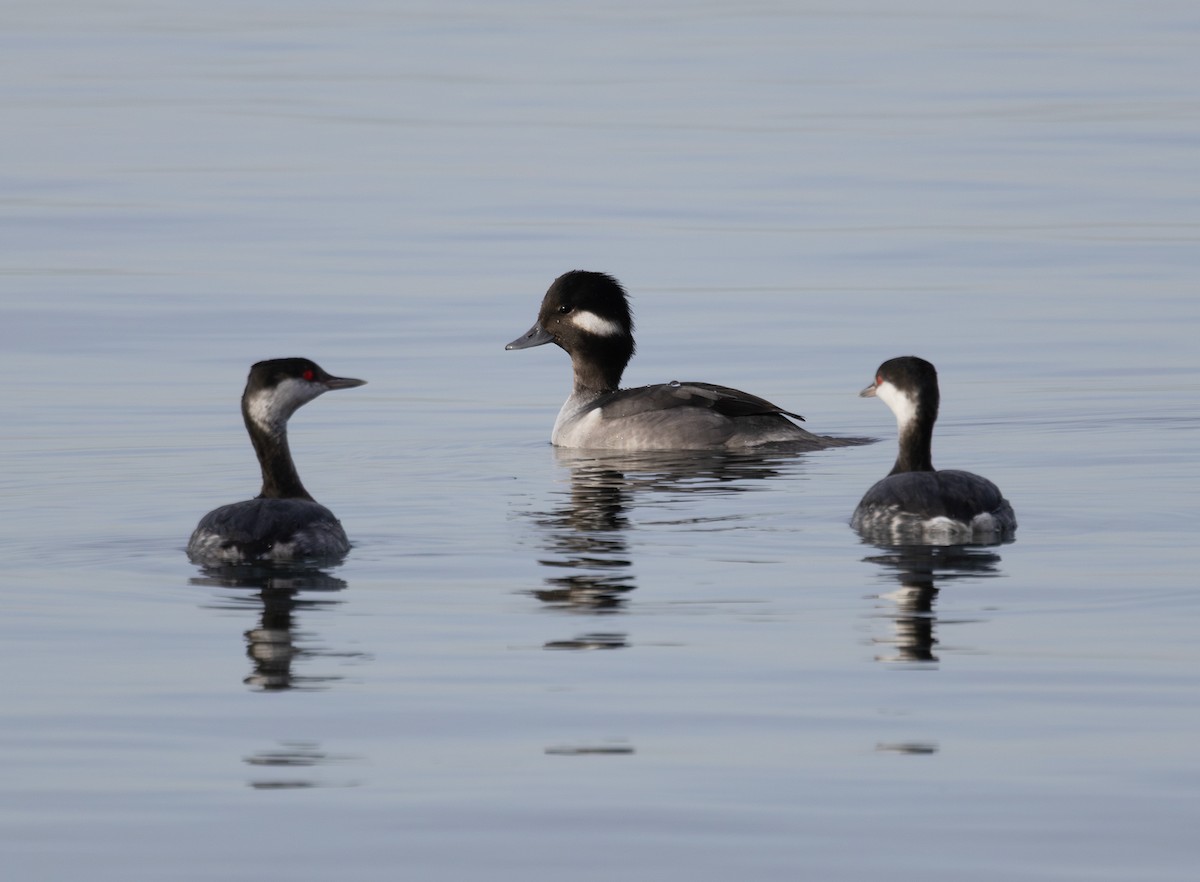 Гоголь-головастик - ML645089527