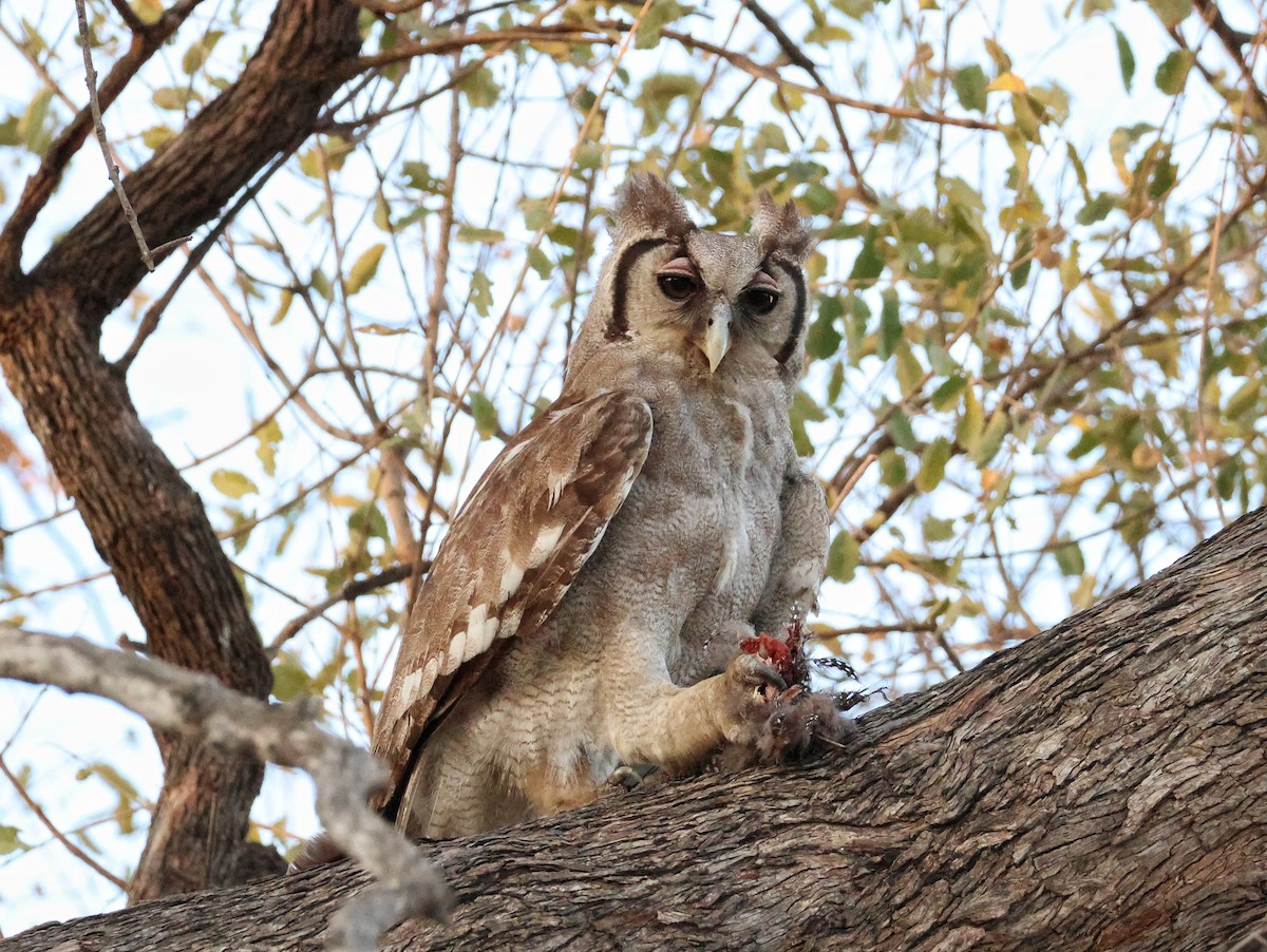 Verreaux's Eagle-Owl - ML645089532