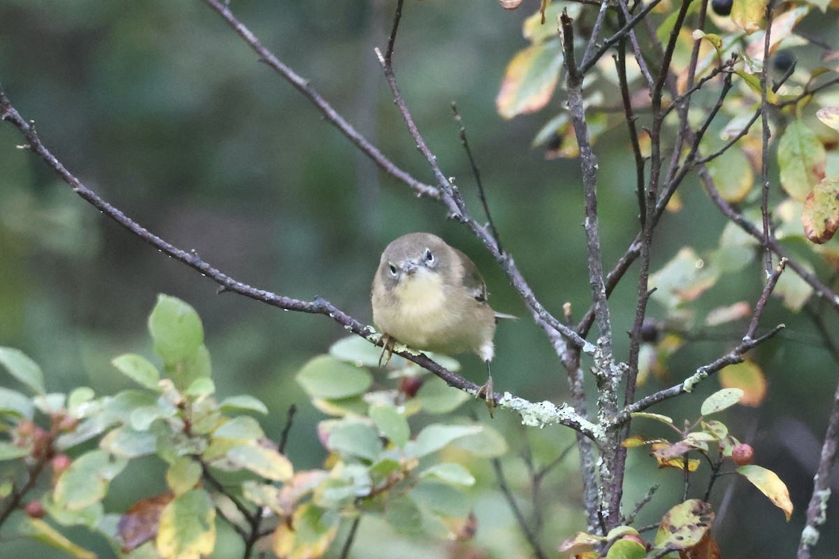 סבכון אורנים - ML645089538
