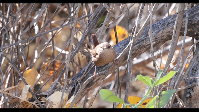 Troglodyte des forêts - ML645089539