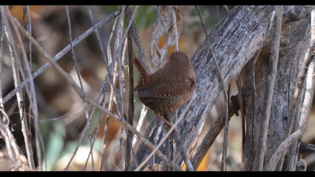 Troglodyte des forêts - ML645089540