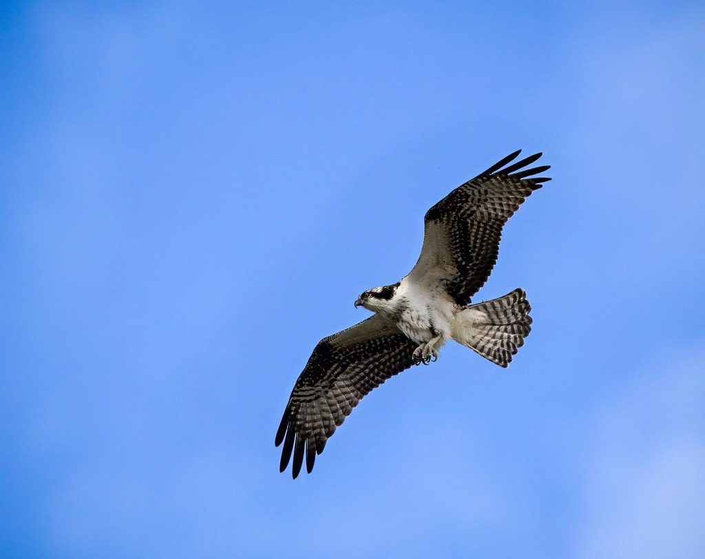 Osprey - ML645089552