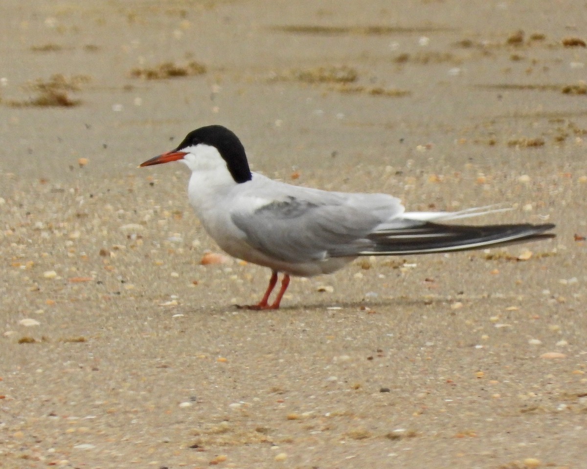 rybák obecný - ML645089560