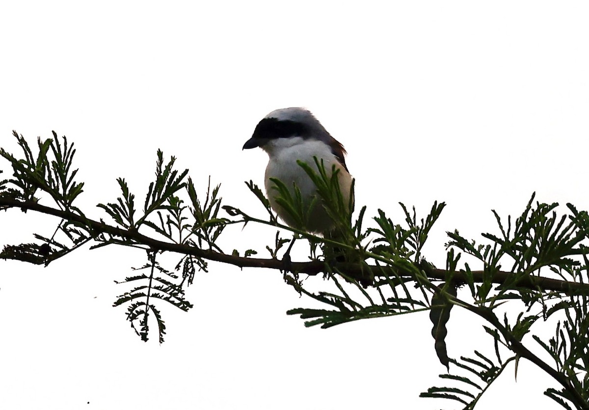 Pie-grièche à bandeau - ML645089561