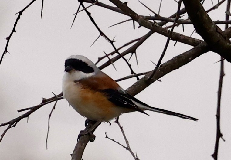 Pie-grièche à bandeau - ML645089562