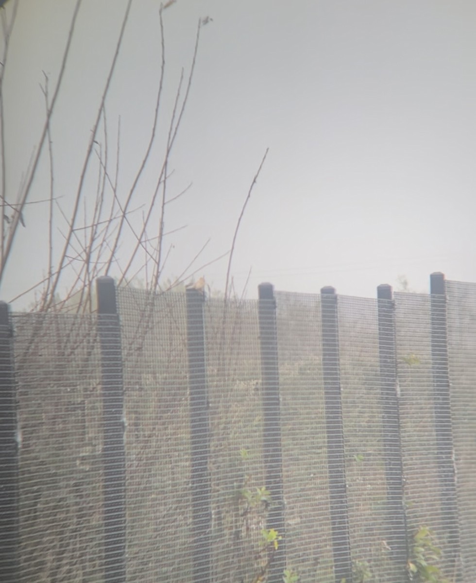 Porsuk Serçesi - ML645089563