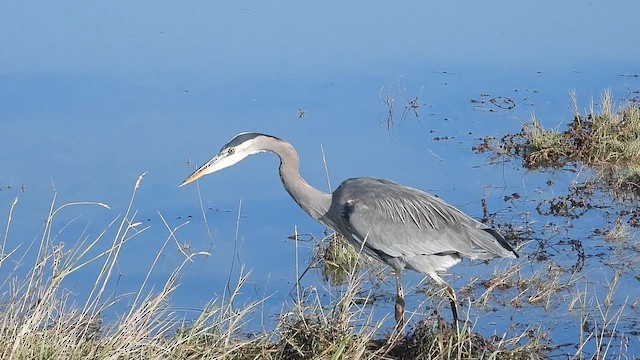 Great Blue Heron (Great Blue) - ML645089564