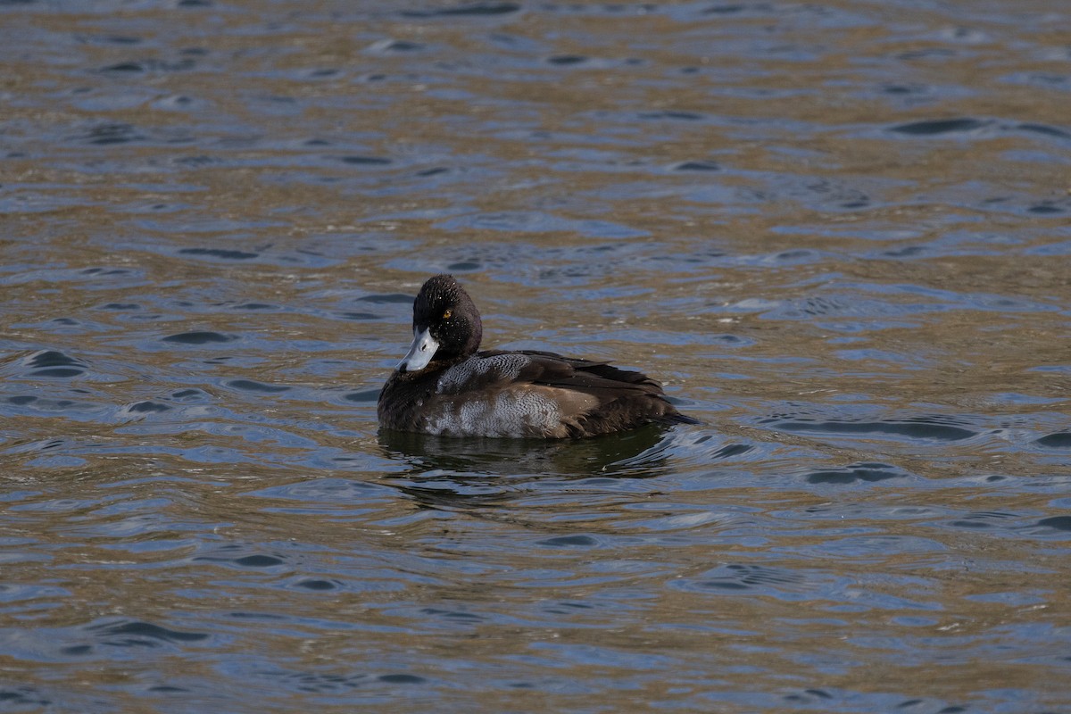 コスズガモ - ML645089569