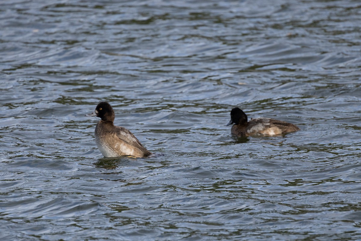 コスズガモ - ML645089570