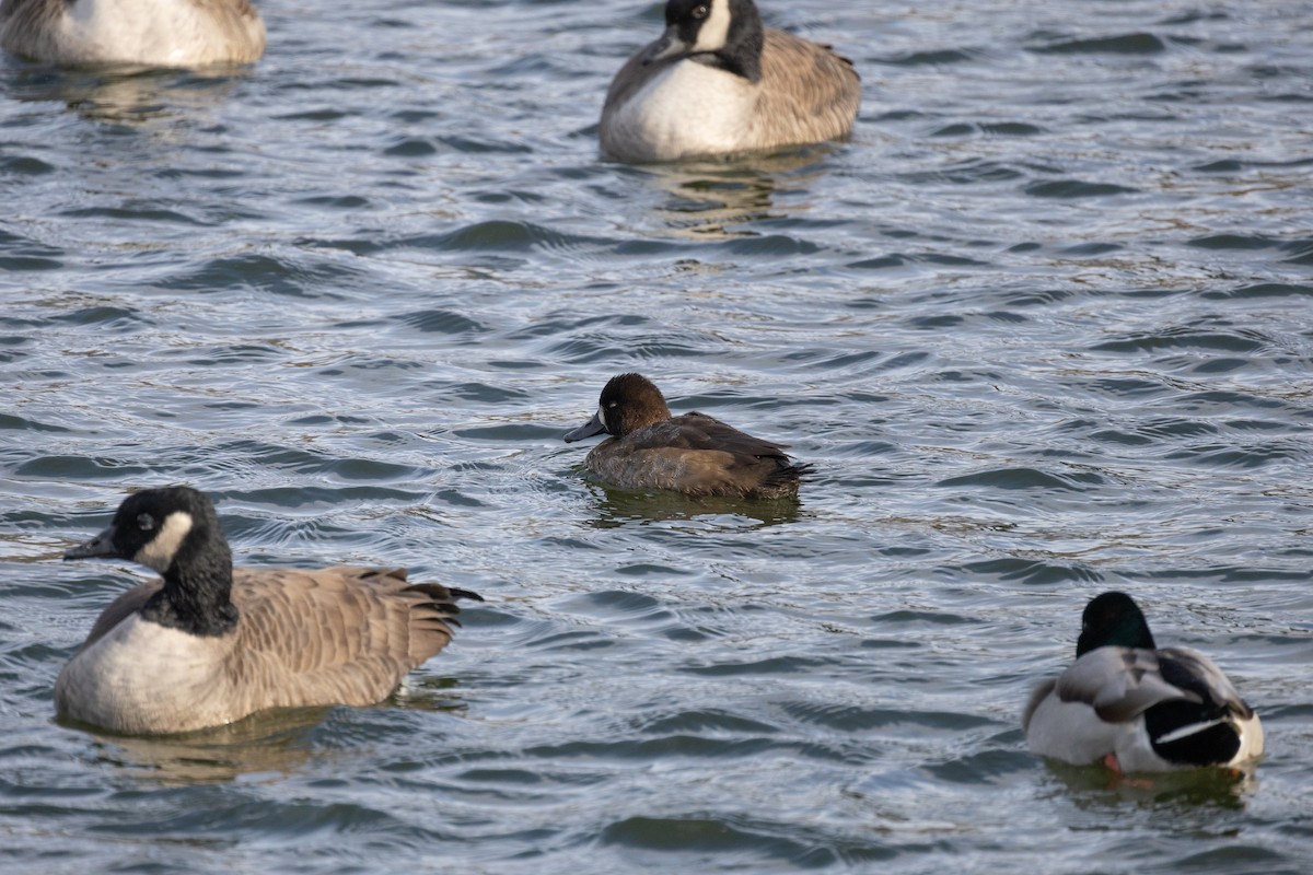 コスズガモ - ML645089571