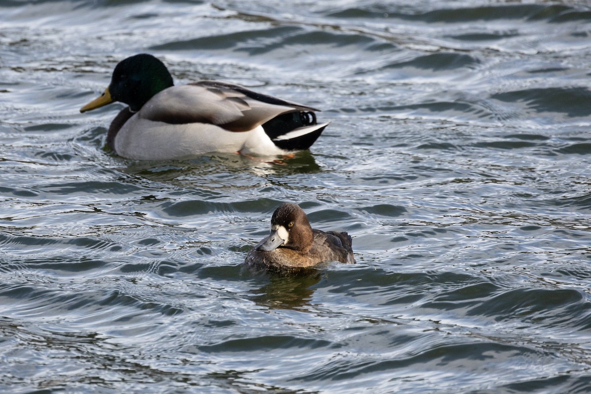 コスズガモ - ML645089572