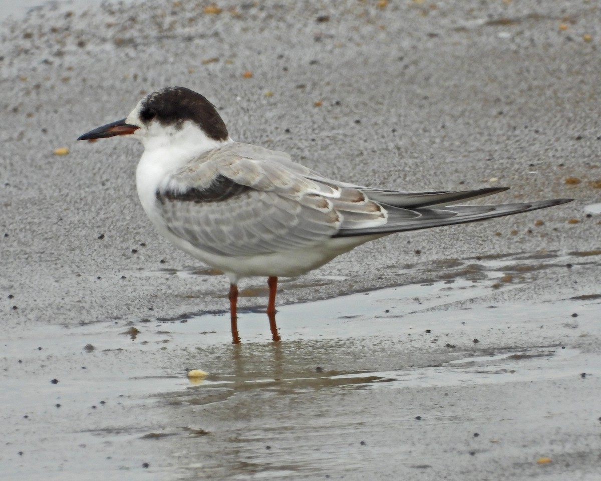 rybák obecný - ML645089603