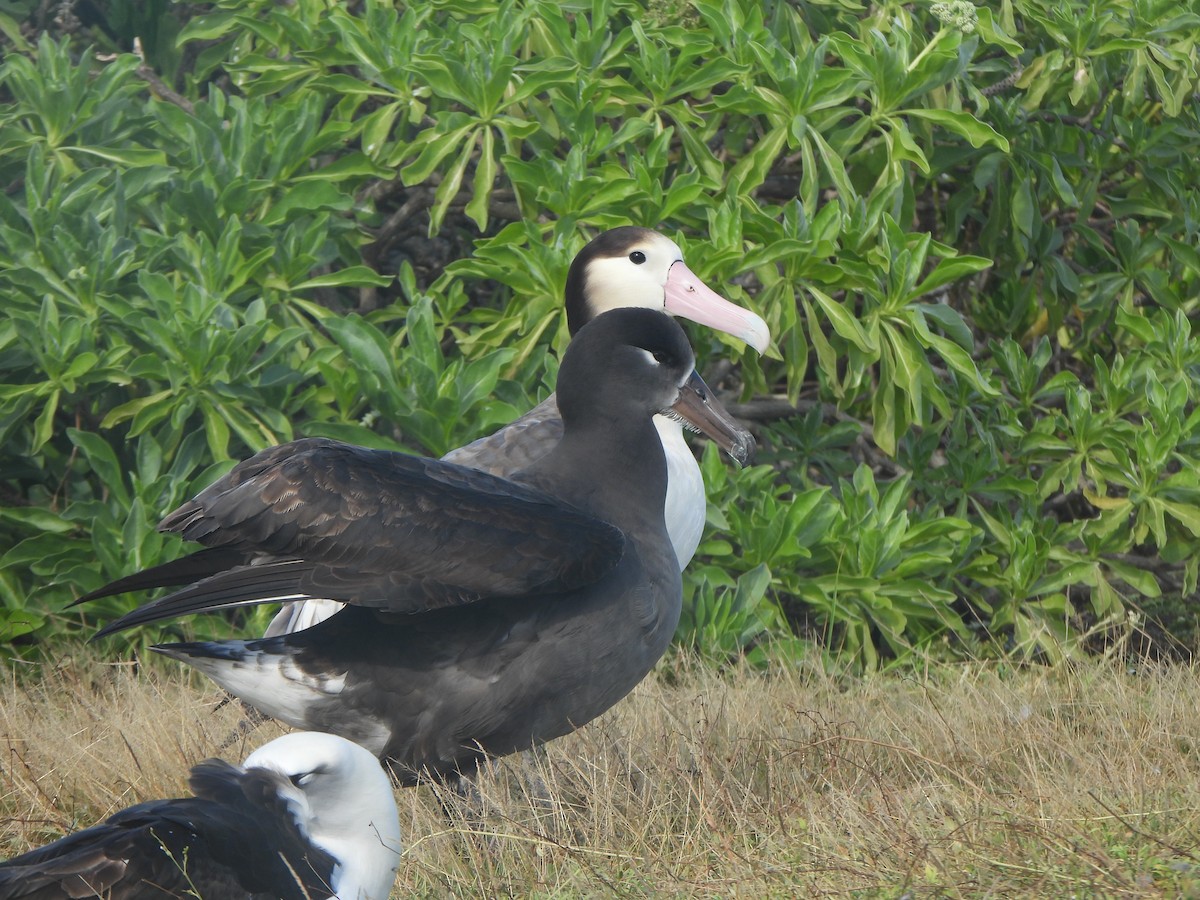 Short-tailed Albatross - ML645089611