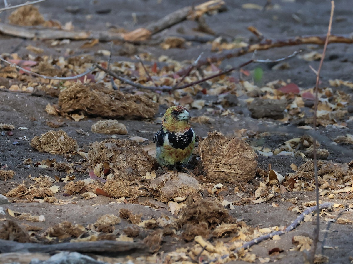 Crested Barbet - ML645089615