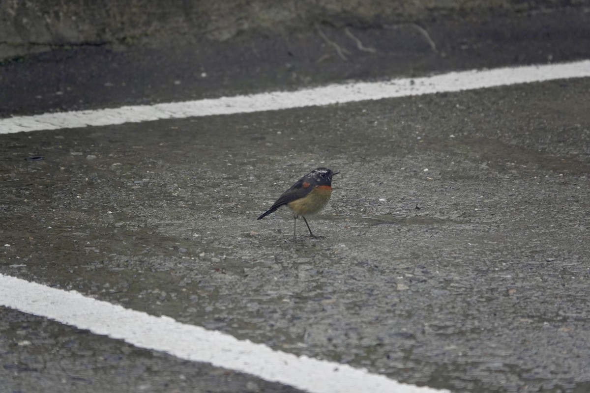 Robin de Johnstone - ML645089616