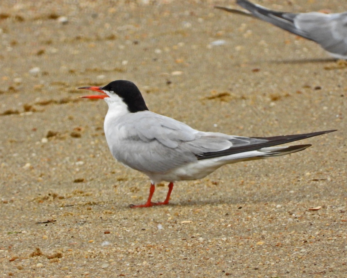 rybák obecný - ML645089633