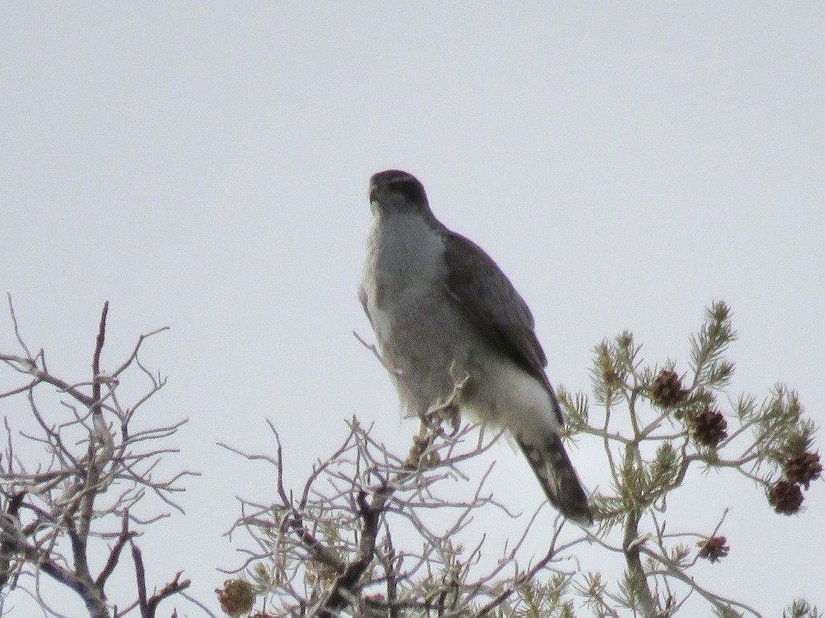 American Goshawk - ML645089634
