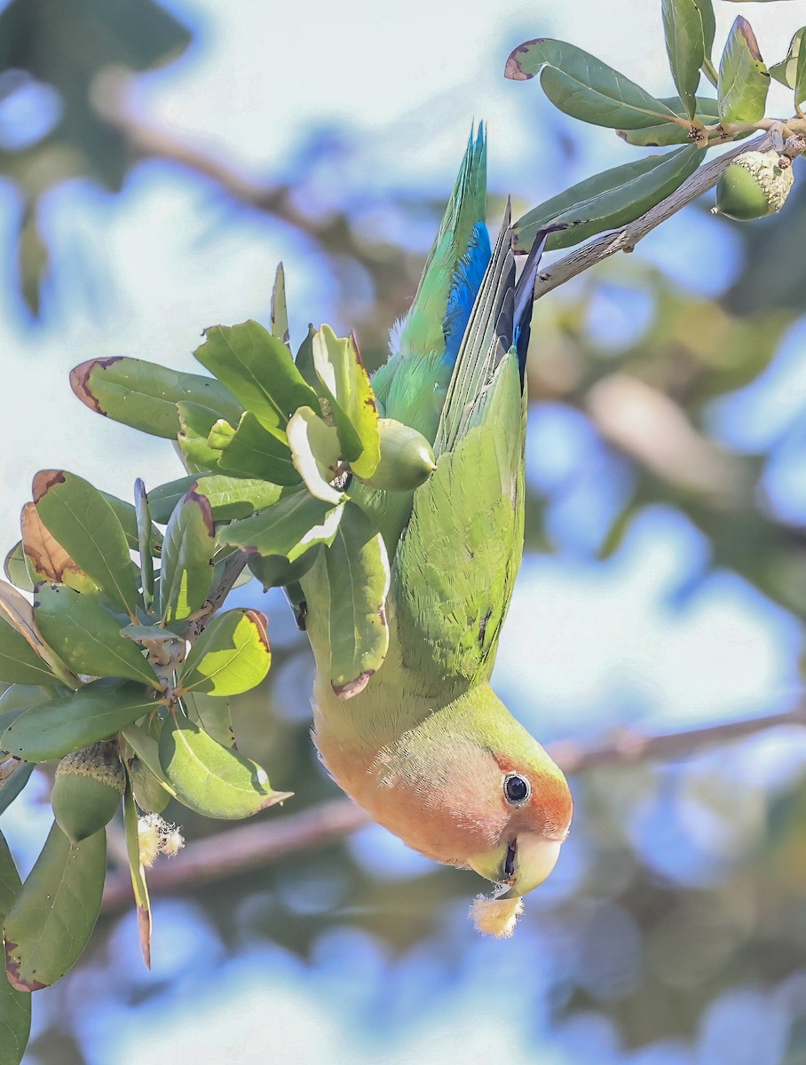 Rosy-faced Lovebird - ML645089637