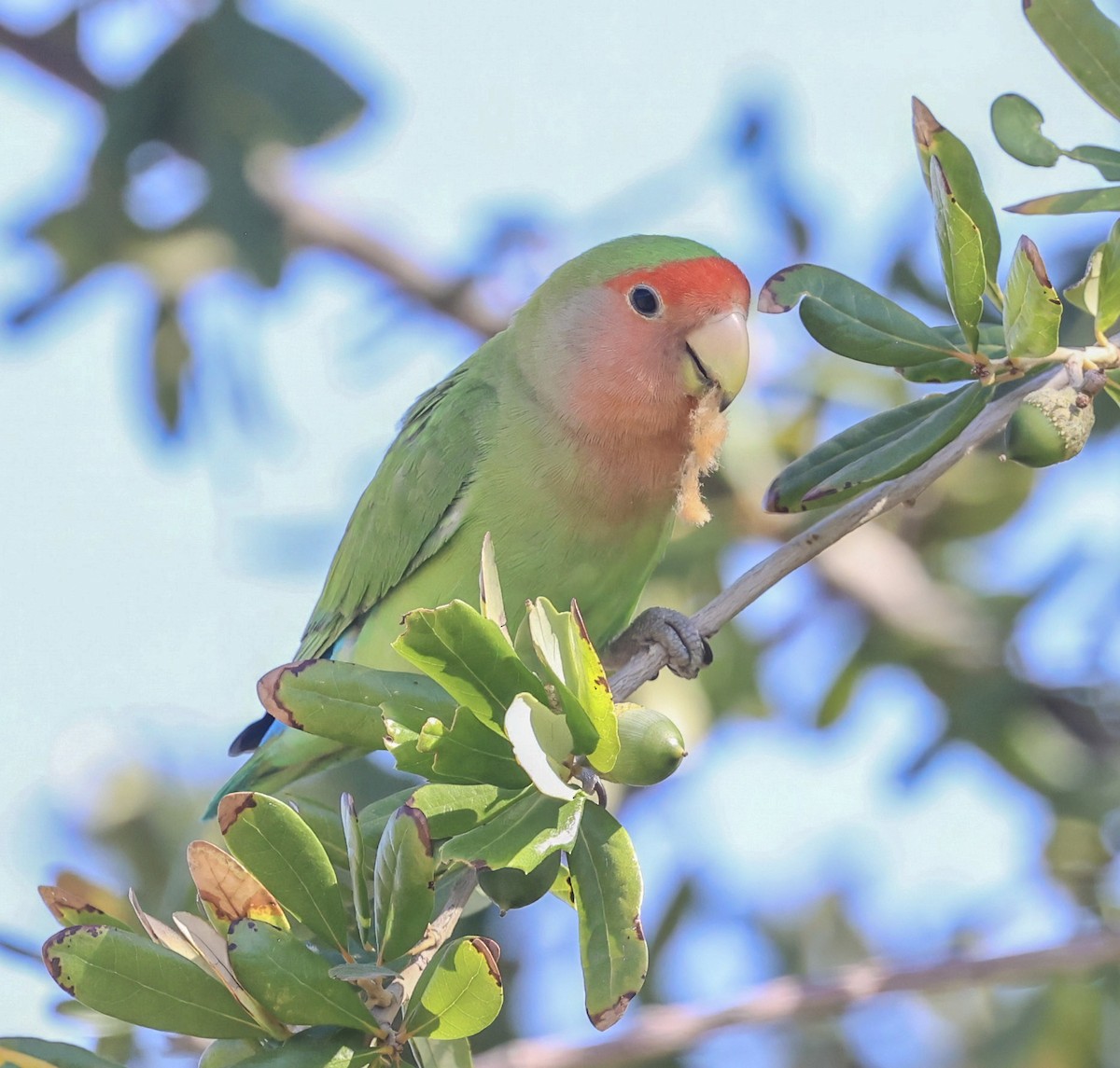 Rosy-faced Lovebird - ML645089638