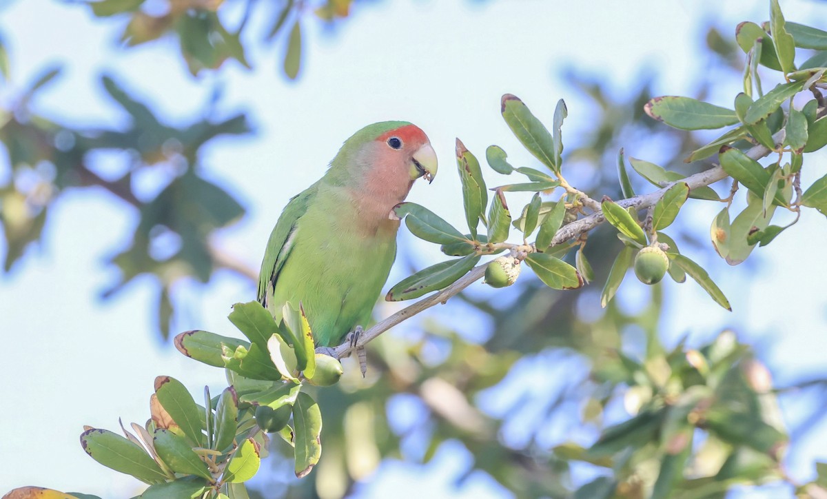 Rosy-faced Lovebird - ML645089639