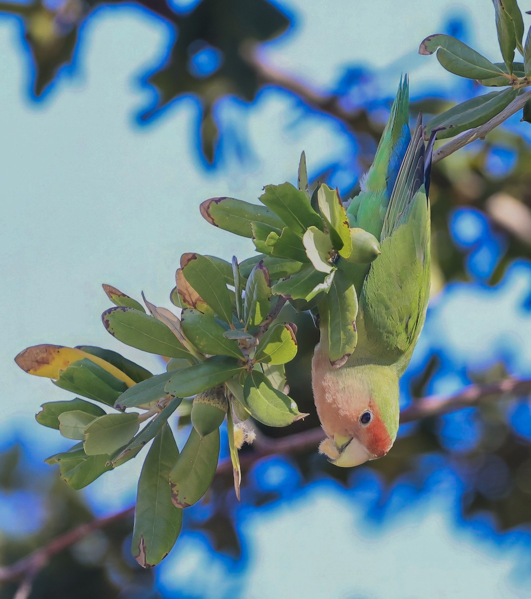 Rosy-faced Lovebird - ML645089640