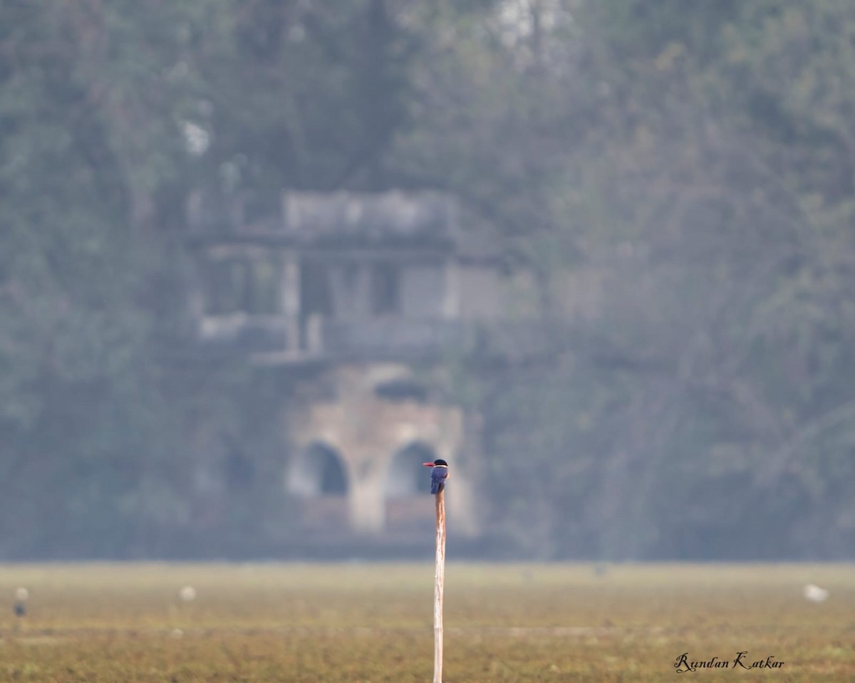 Black-capped Kingfisher - ML645089646