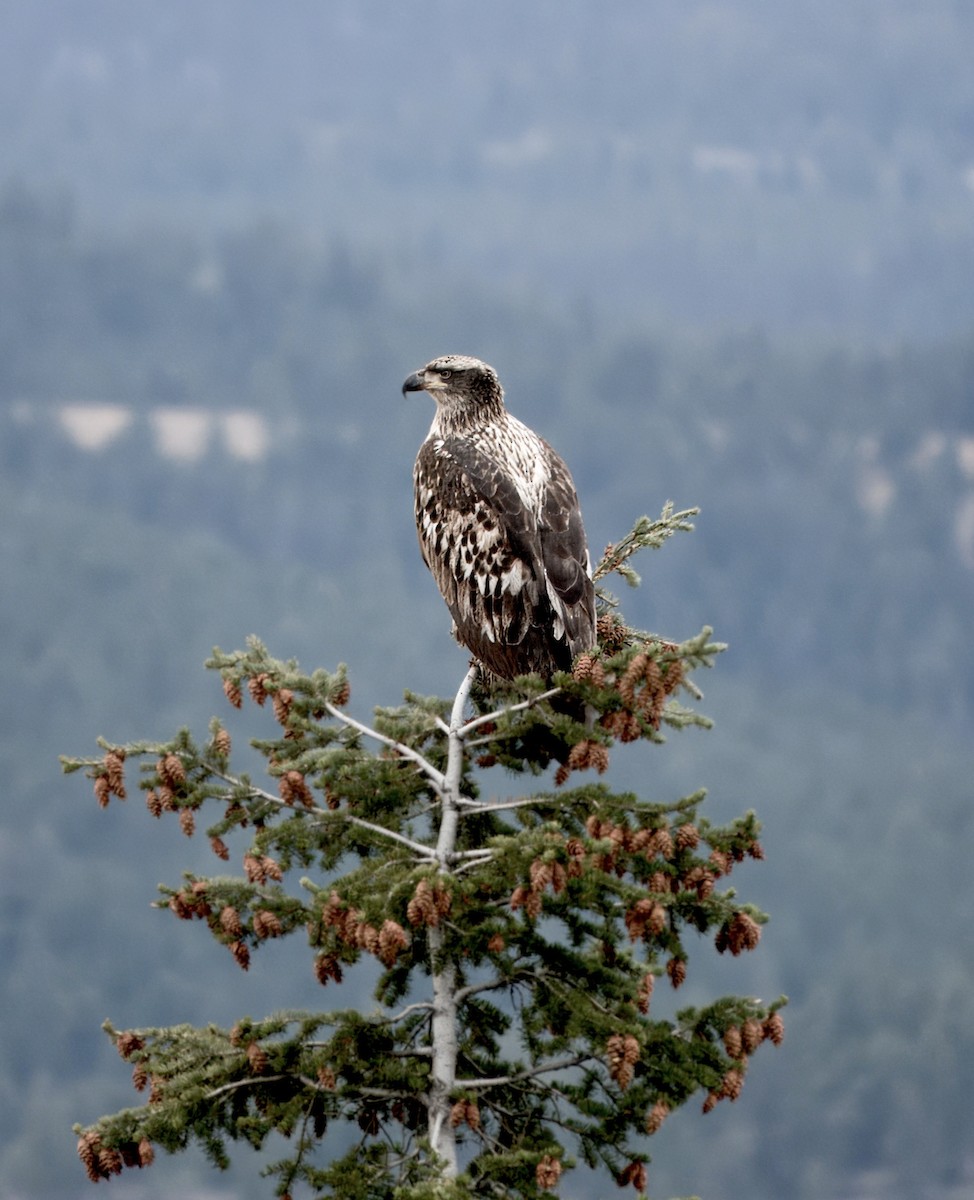 Bald Eagle - ML645089654