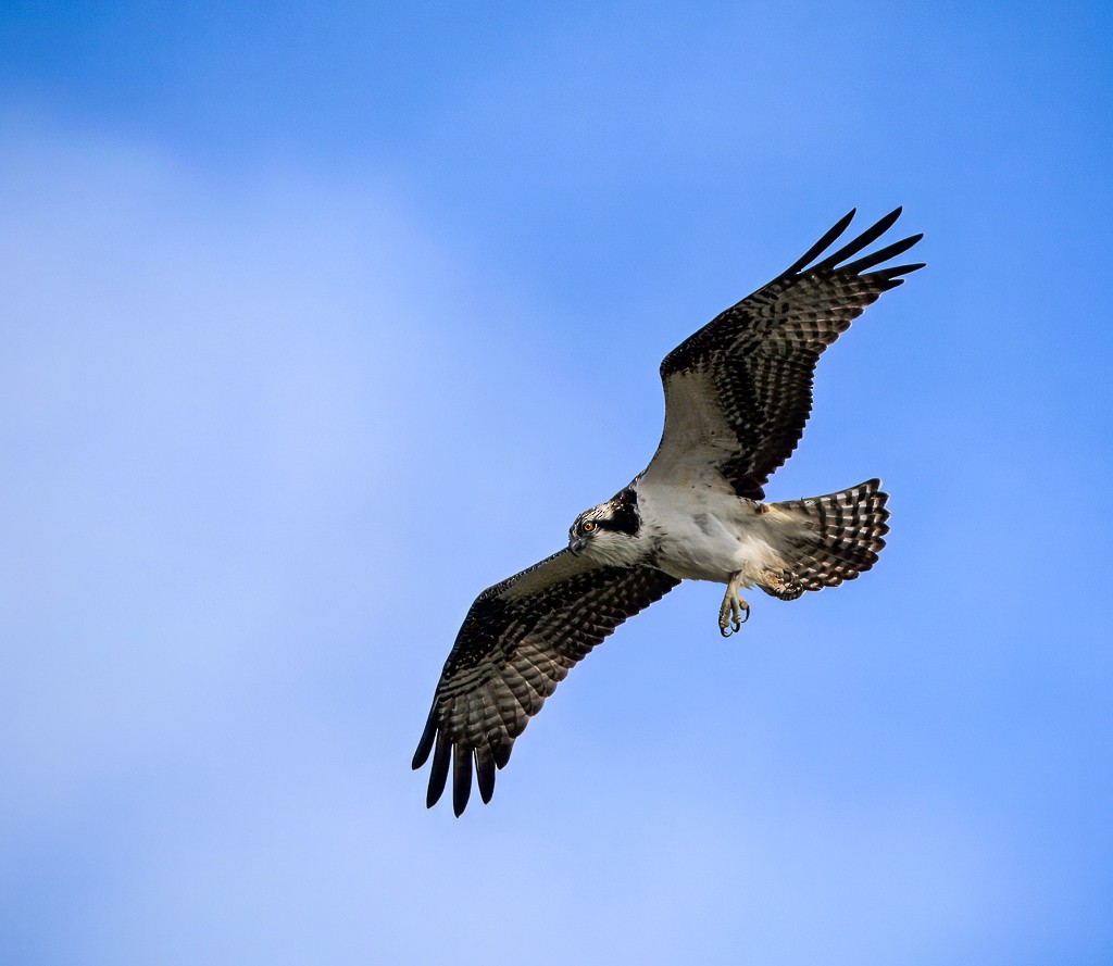 Osprey - ML645089655
