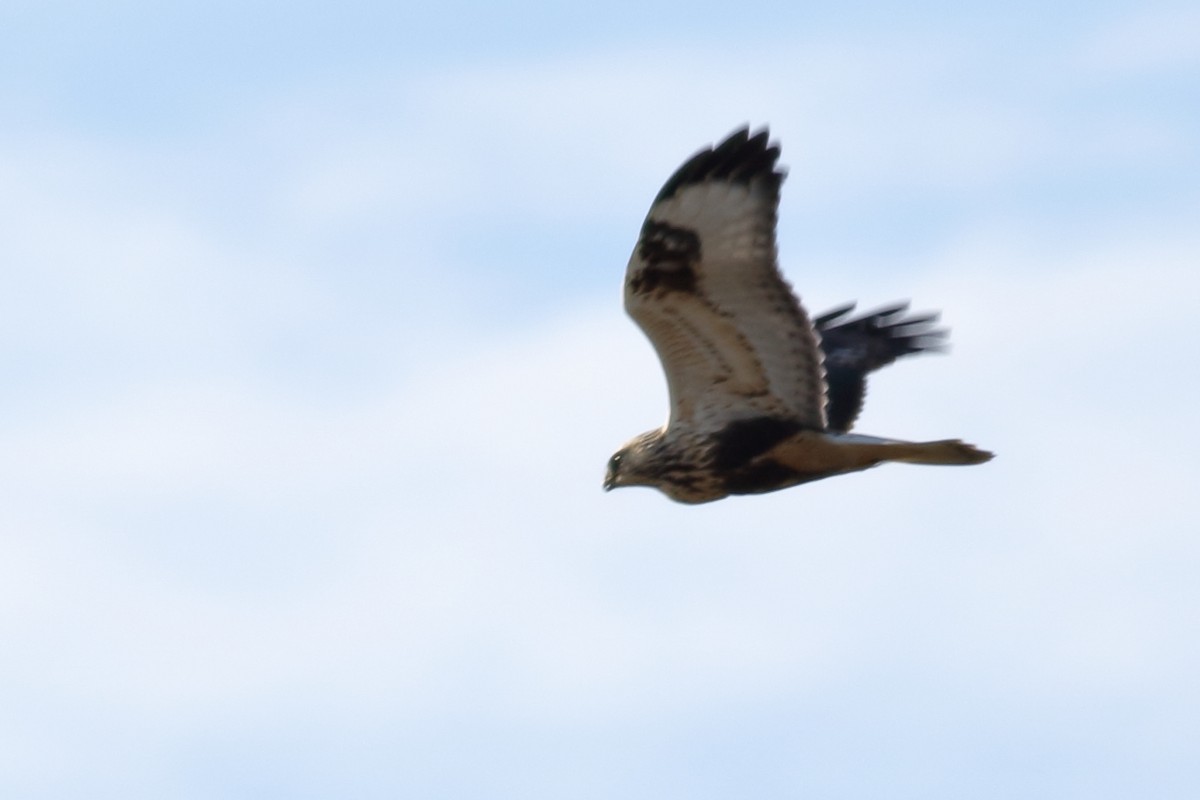 毛足鵟 - ML645089656