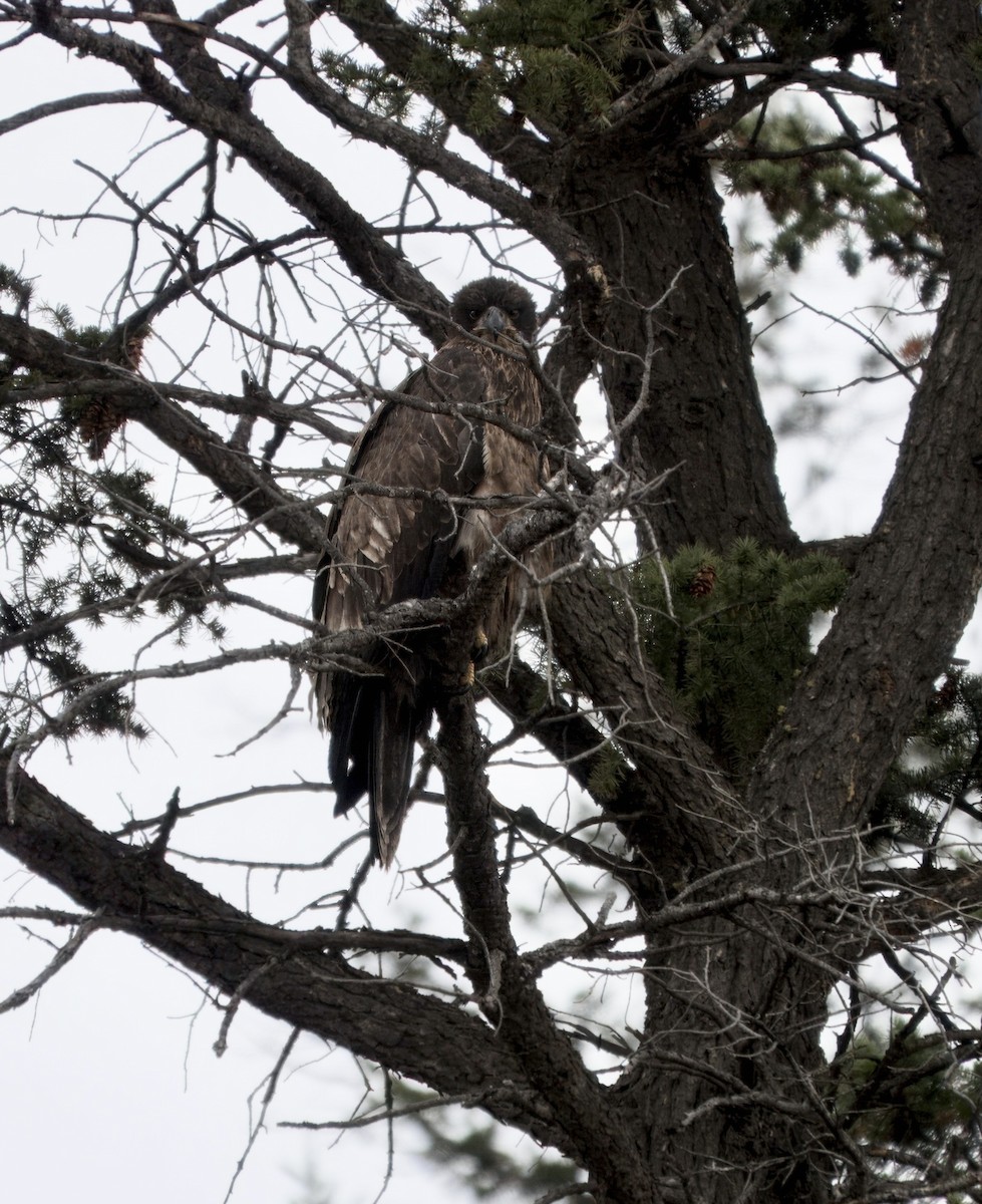 Bald Eagle - ML645089657