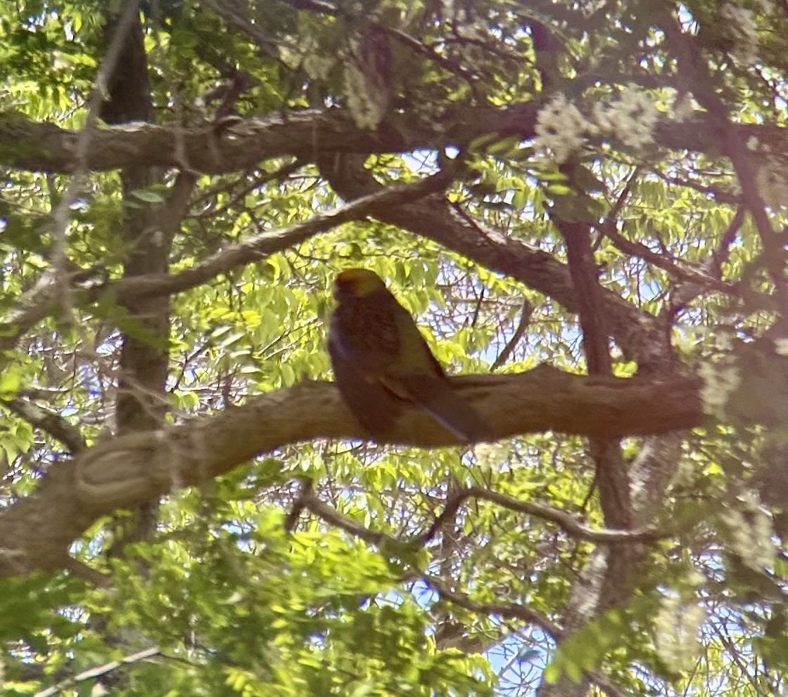 Green Rosella - ML645089661