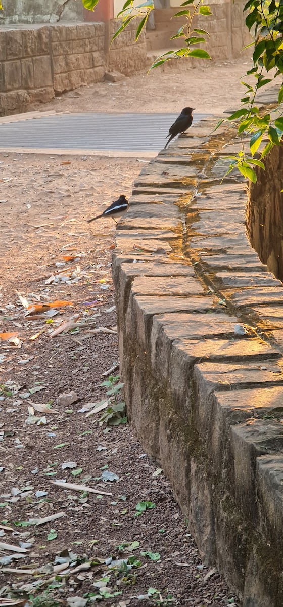 Bergeronnette indienne - ML645089663