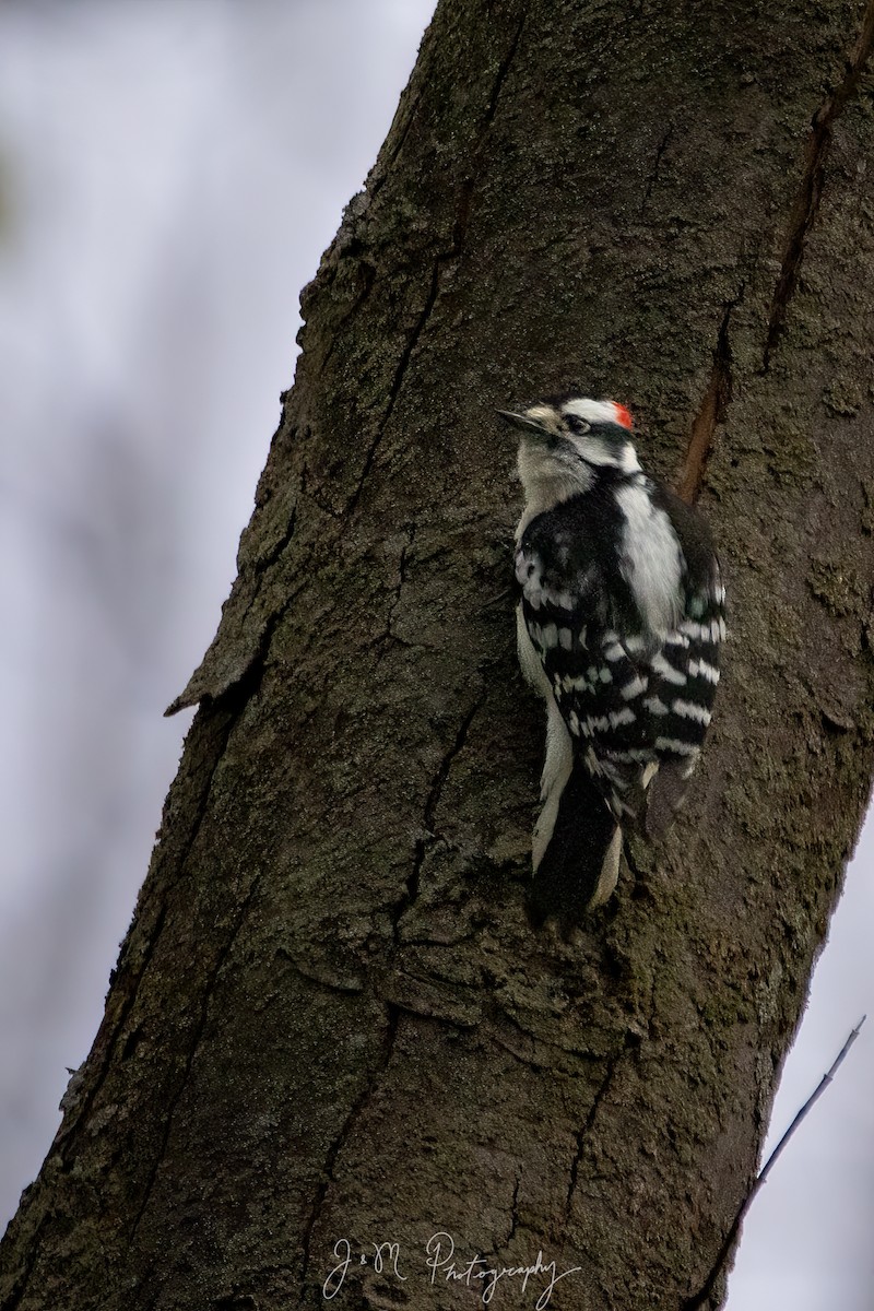 Downy Woodpecker - ML645089673