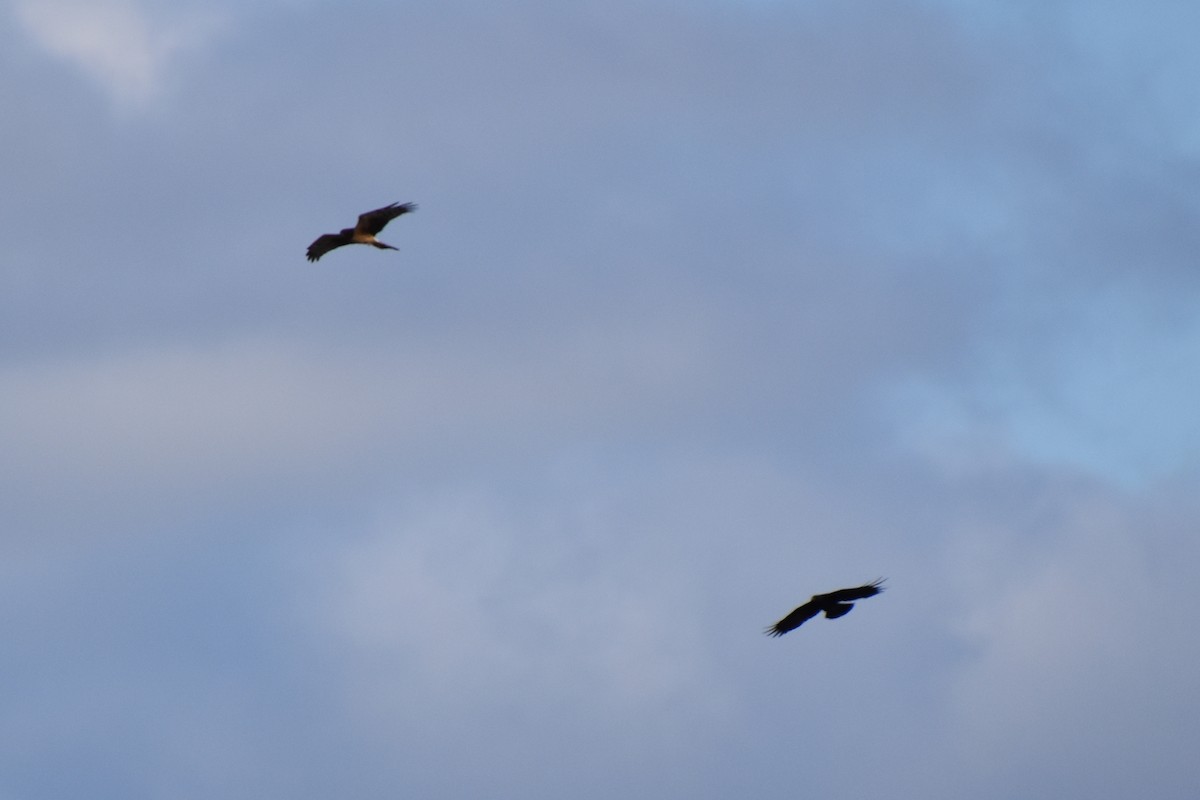 Лунь американський - ML645089687