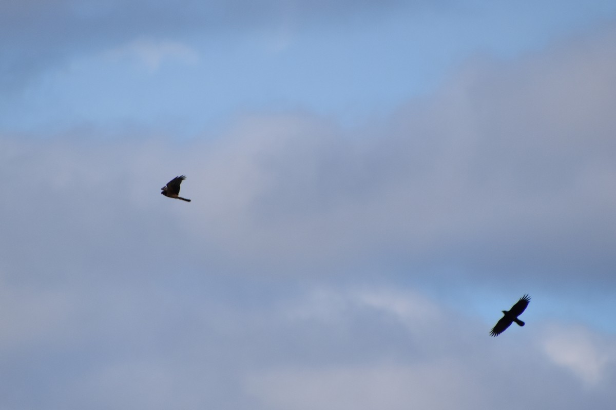 Лунь американський - ML645089689