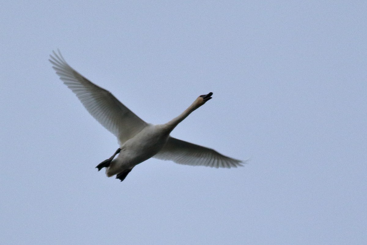 Trumpeter Swan - ML645089700