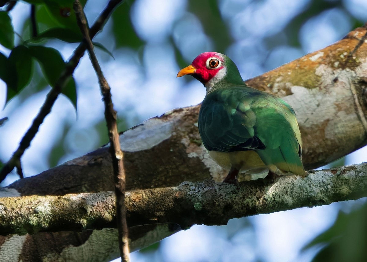 ボタンバト - ML645089708