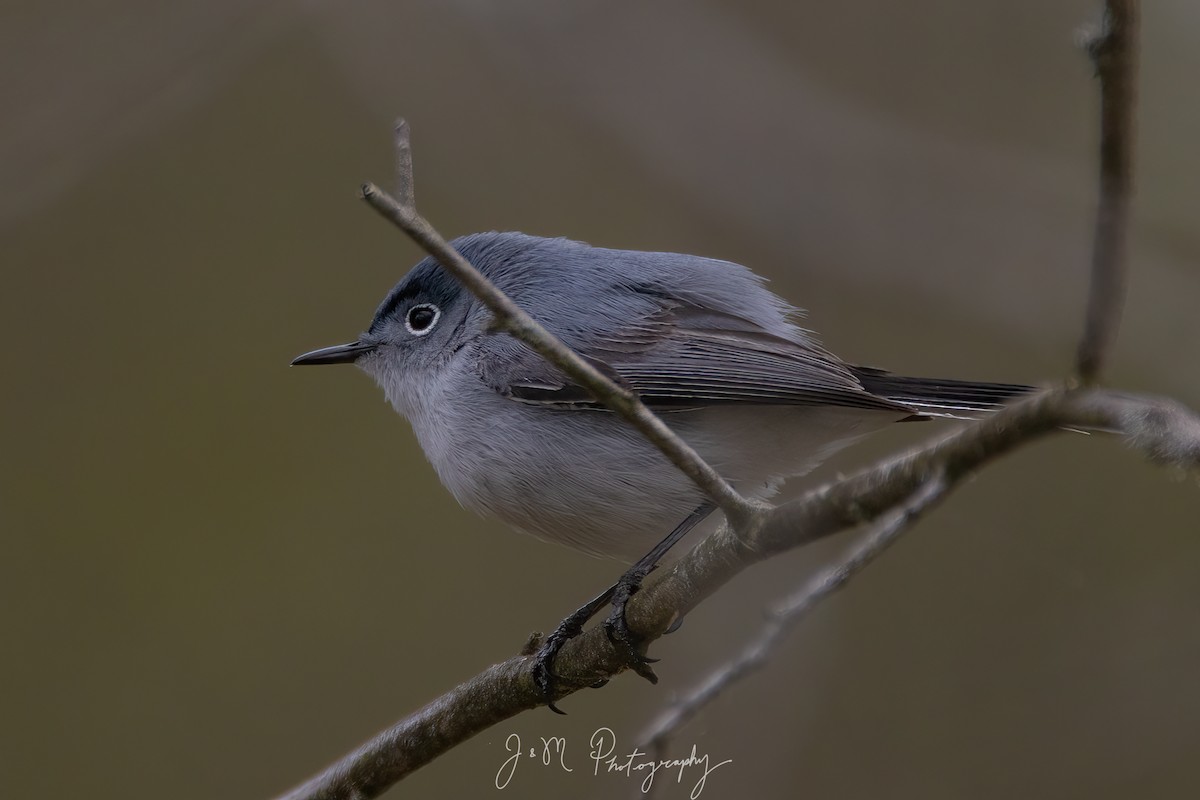 Комароловка сиза - ML645089742