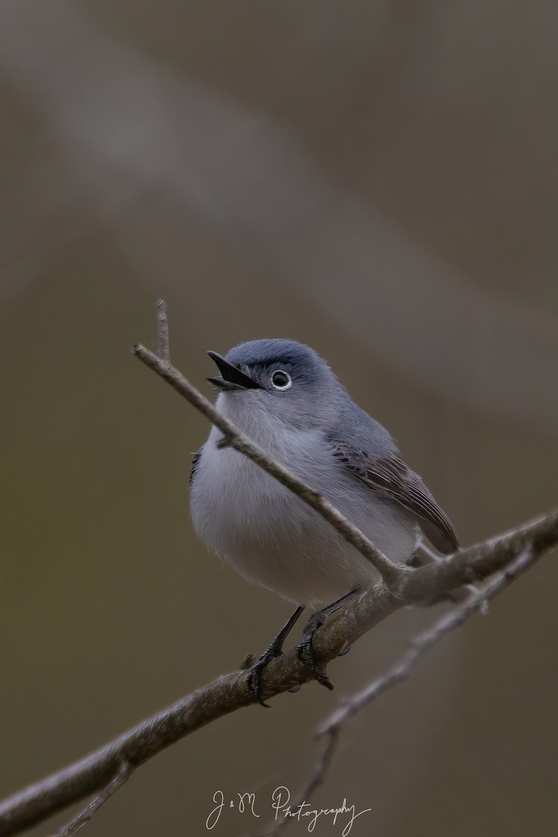 Комароловка сиза - ML645089743