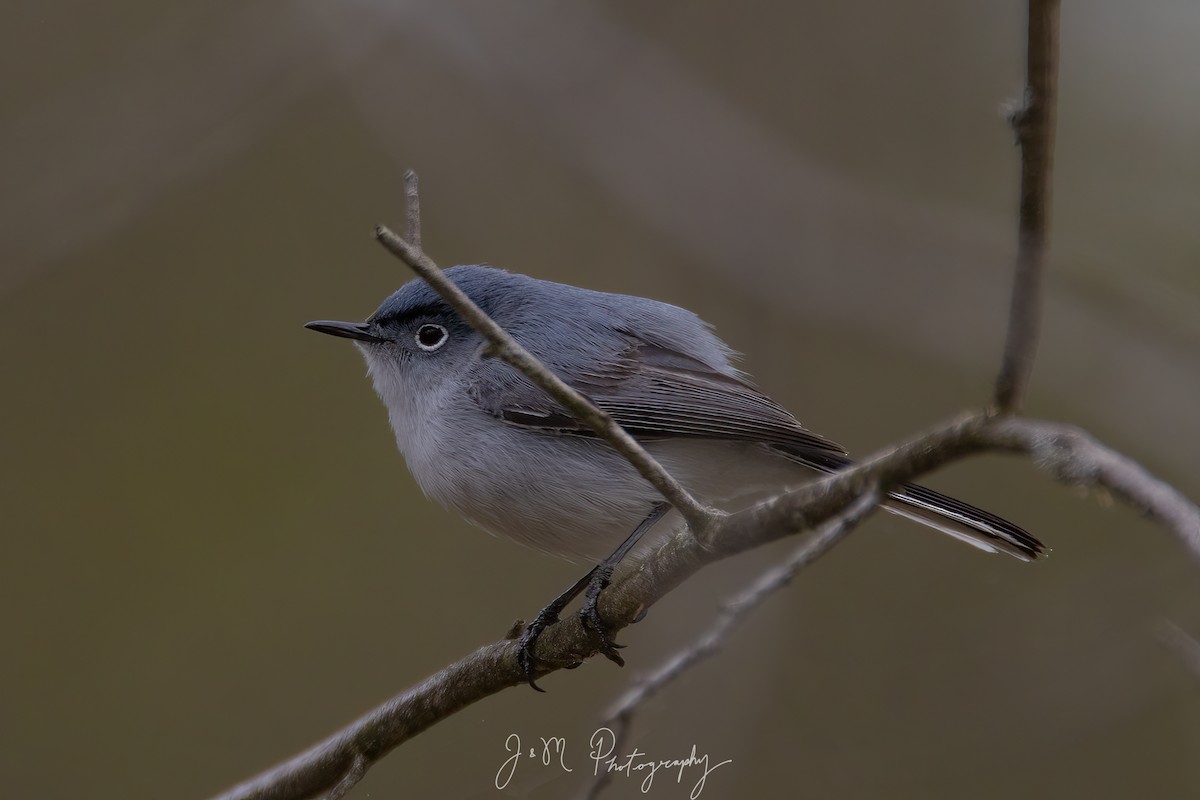 Комароловка сиза - ML645089744