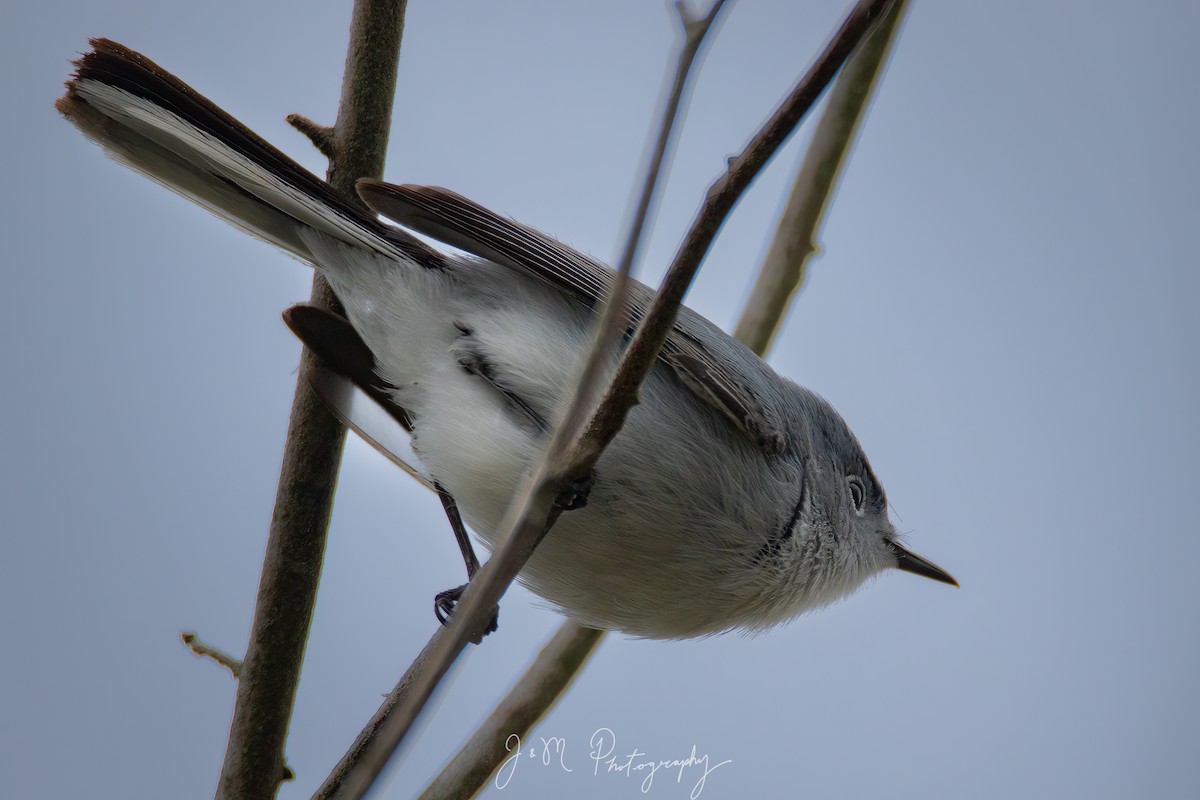 Комароловка сиза - ML645089745