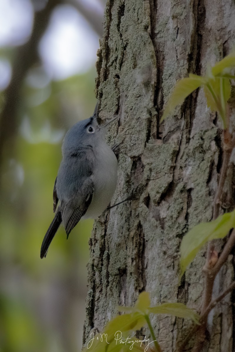 Комароловка сиза - ML645089746