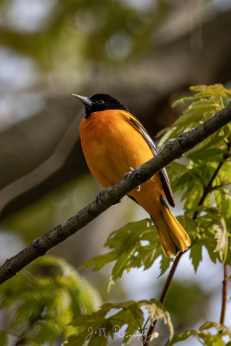 Балтиморский трупиал - ML645089752