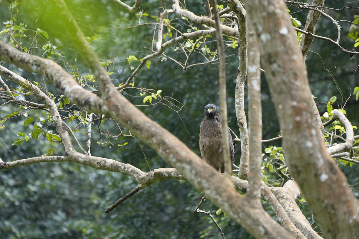 Хохлатый змееяд - ML645089760