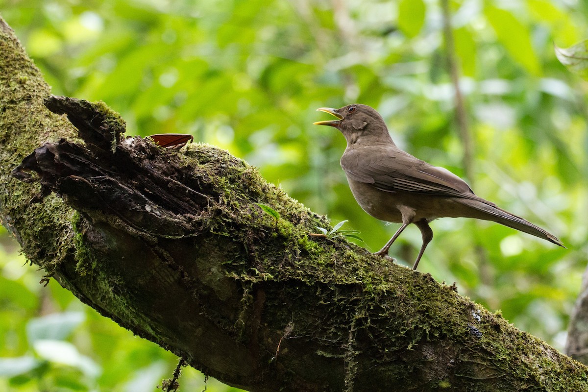 Merle fauve - ML645089762