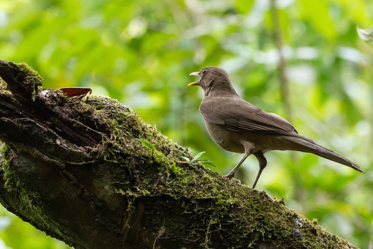 Merle fauve - ML645089763